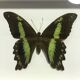 Butterfly naturalized under framework