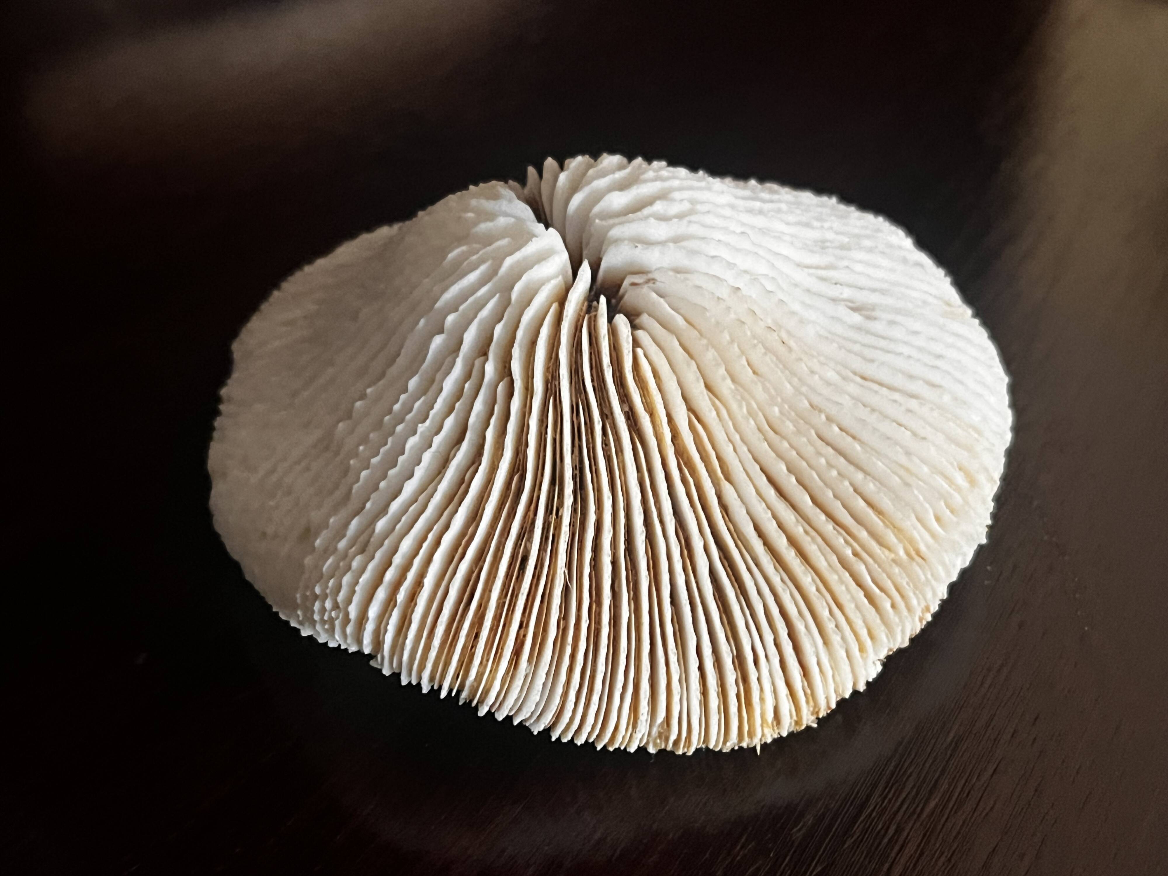 Corail ancien
