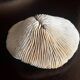 Corail ancien