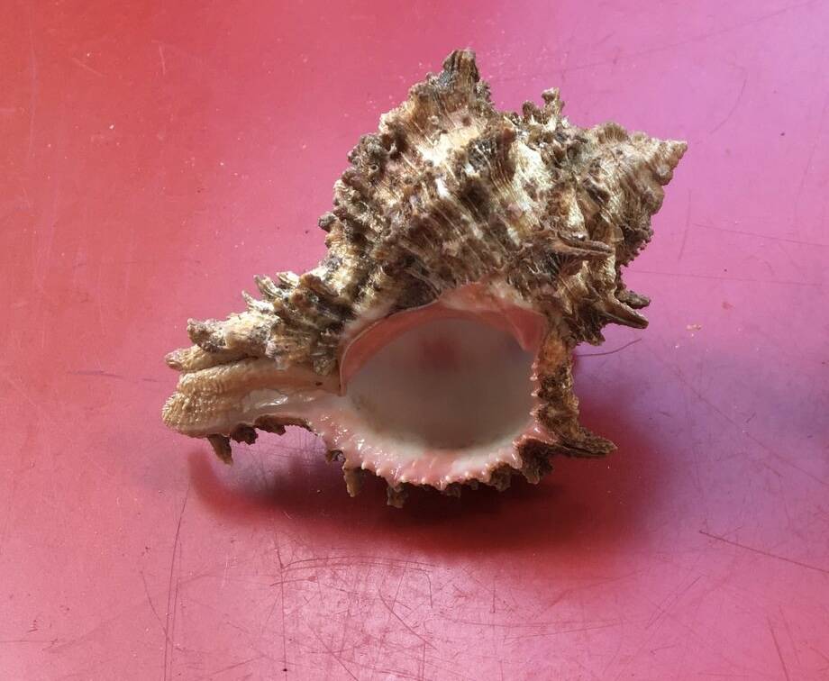 Coquillage Murex