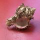 Coquillage Murex