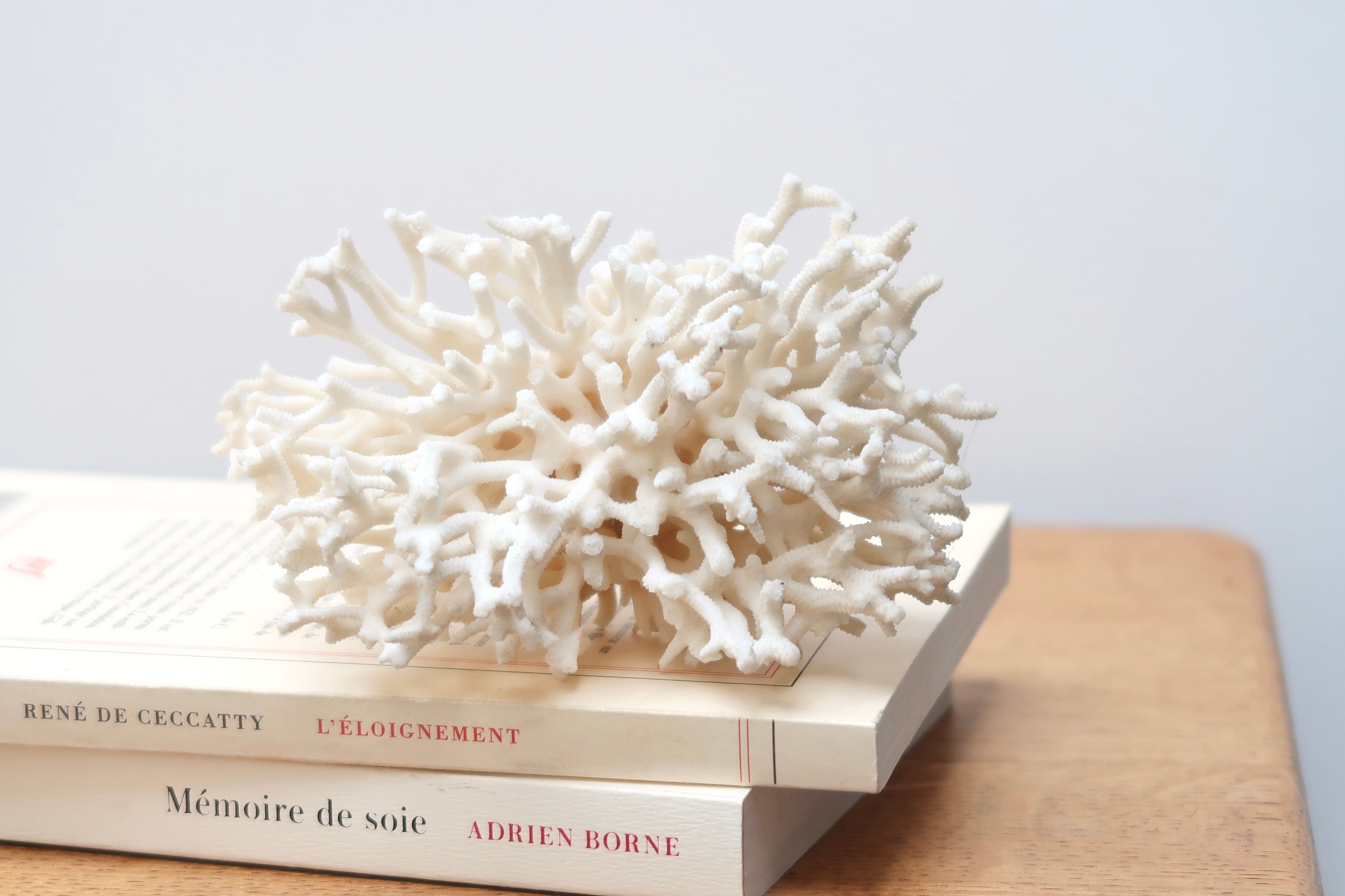 Branche de corail blanc années 70