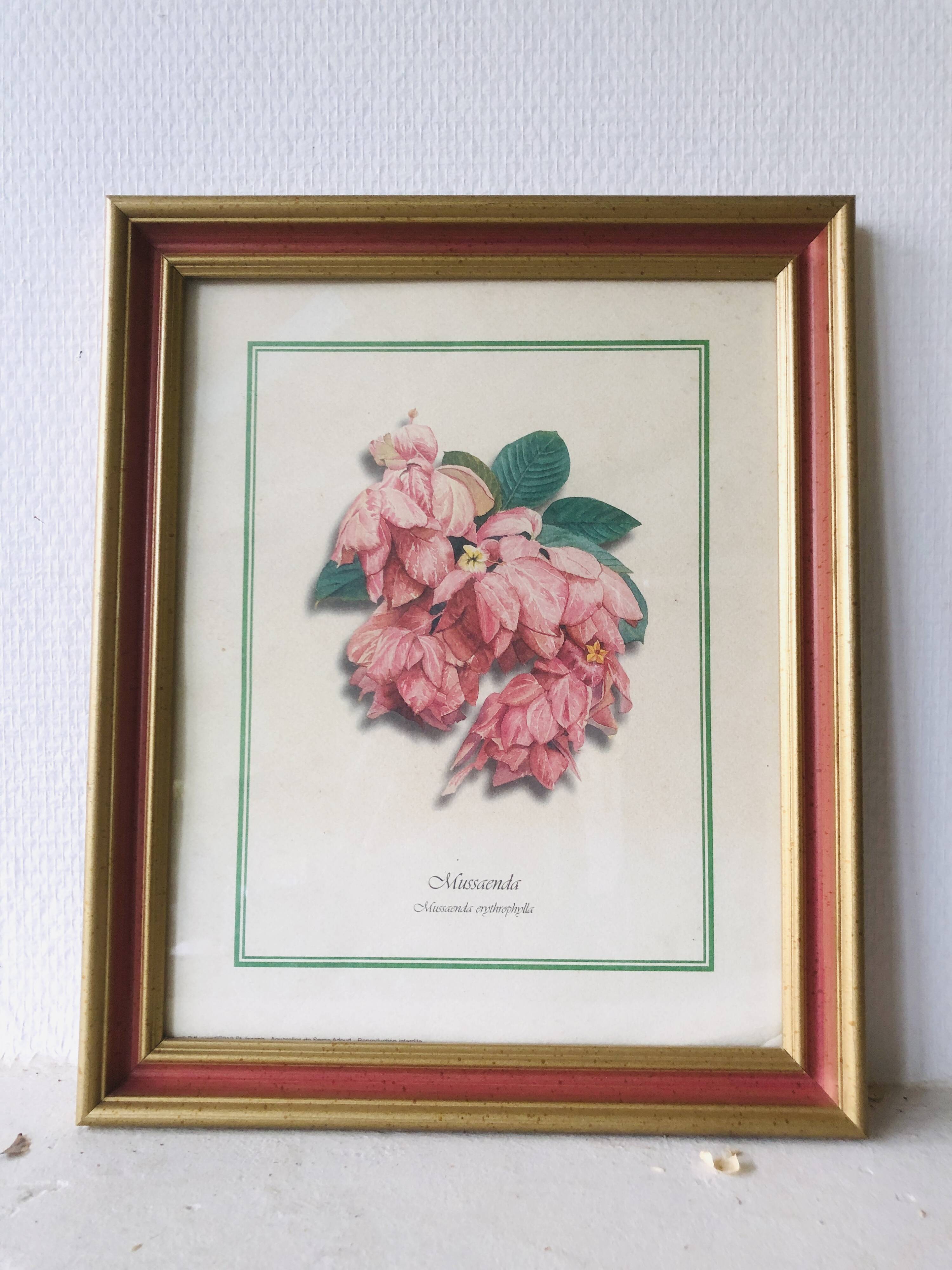 Framed botanical poster