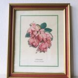 Framed botanical poster