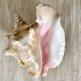 Large conch shell, giant conch