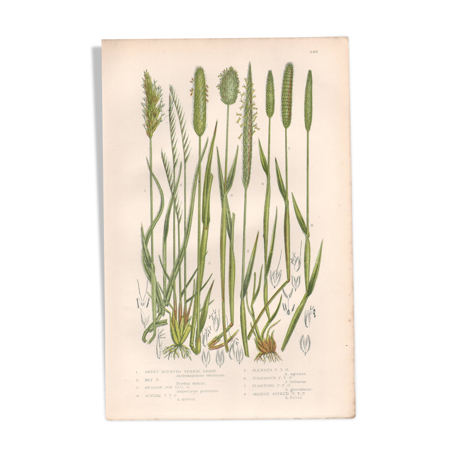 Gravure botanique ancienne de 1889 - Herbes douces par A. Pratt - naturelle