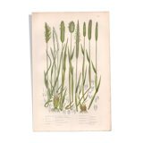 Gravure botanique ancienne de 1889 - Herbes douces par A. Pratt - naturelle