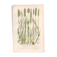 Gravure botanique ancienne de 1889 - Herbes douces par A. Pratt - naturelle