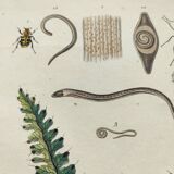 Gravure ancienne de 1838 -plante Trichostome- Planche coloriée à la main. botanique original