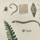 Gravure ancienne de 1838 -plante Trichostome- Planche coloriée à la main. botanique original