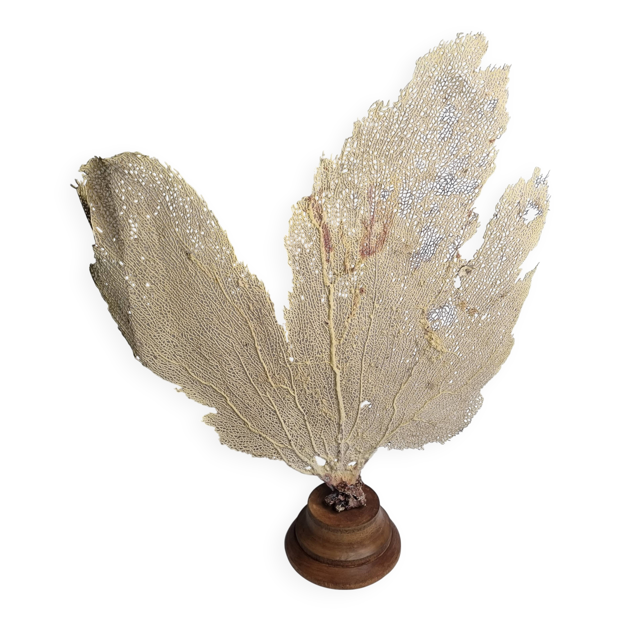 Antique fan coral on wooden base, Large decorative specimen, 59 cm