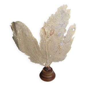 Ancien corail éventail - socle