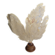 Ancient fan coral on a wooden base, large decorative specimen, 59 cm.