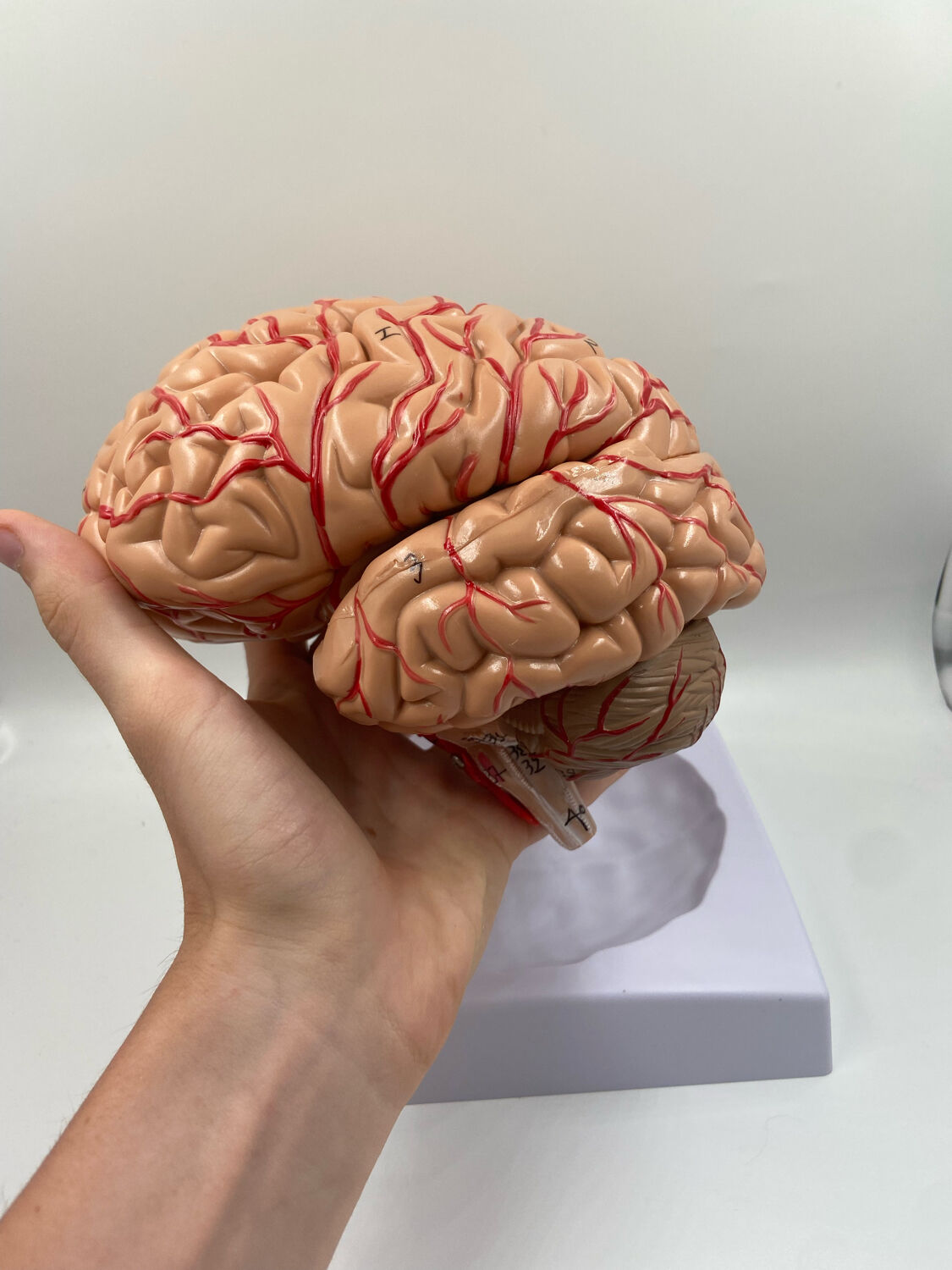 Anatomical brain model