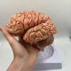 Anatomical brain model