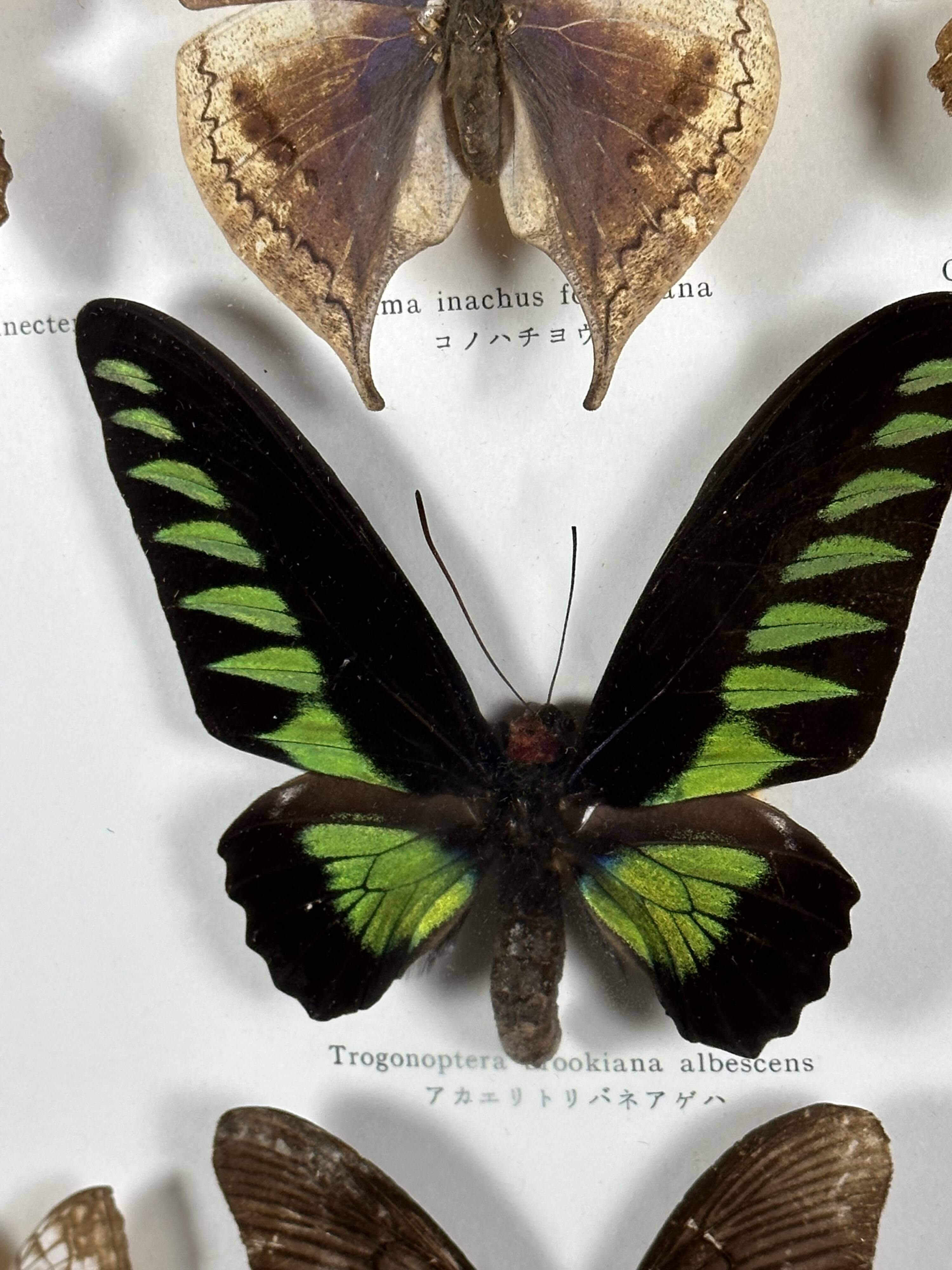 Old entomological frame butterflies 13 species