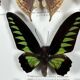 Old entomological frame butterflies 13 species