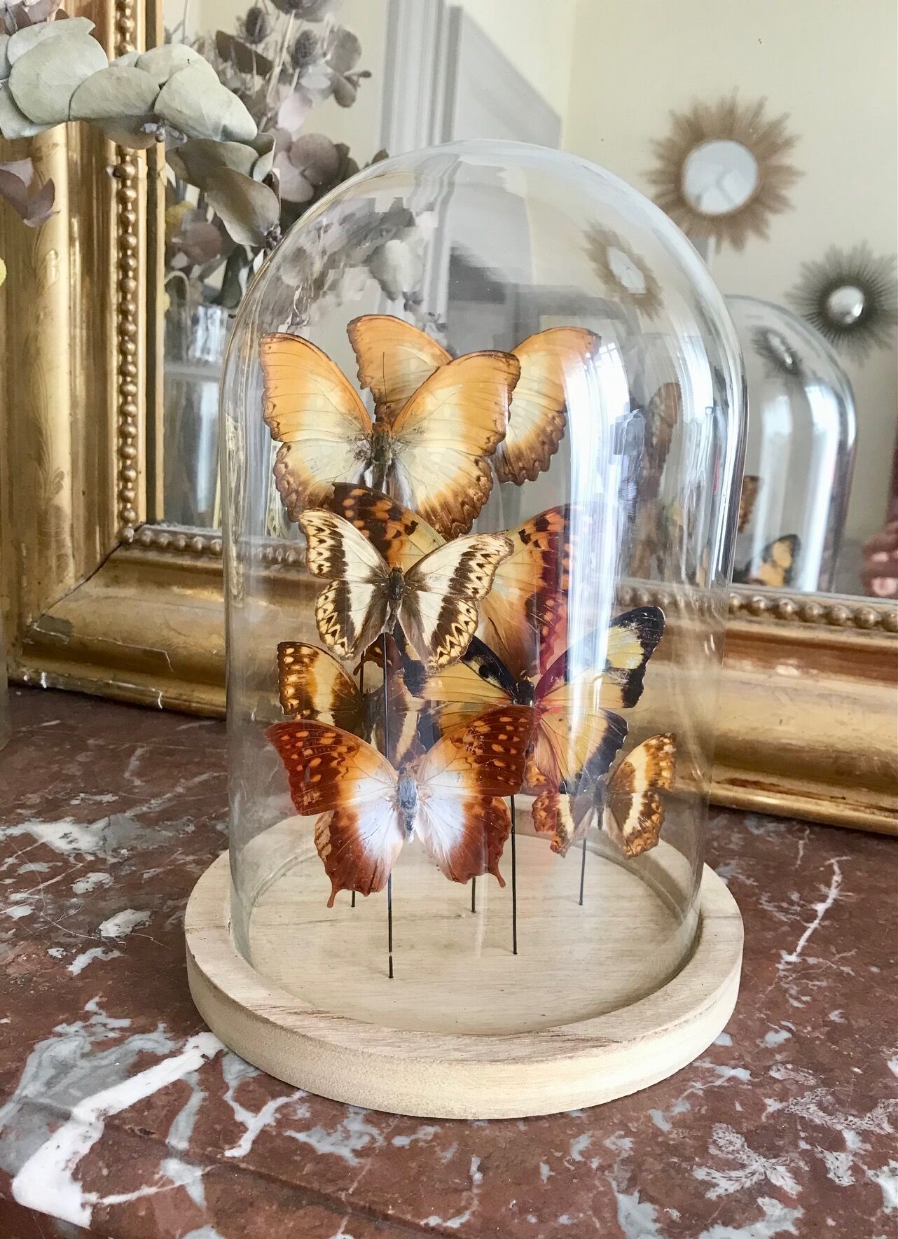 Globe papillons