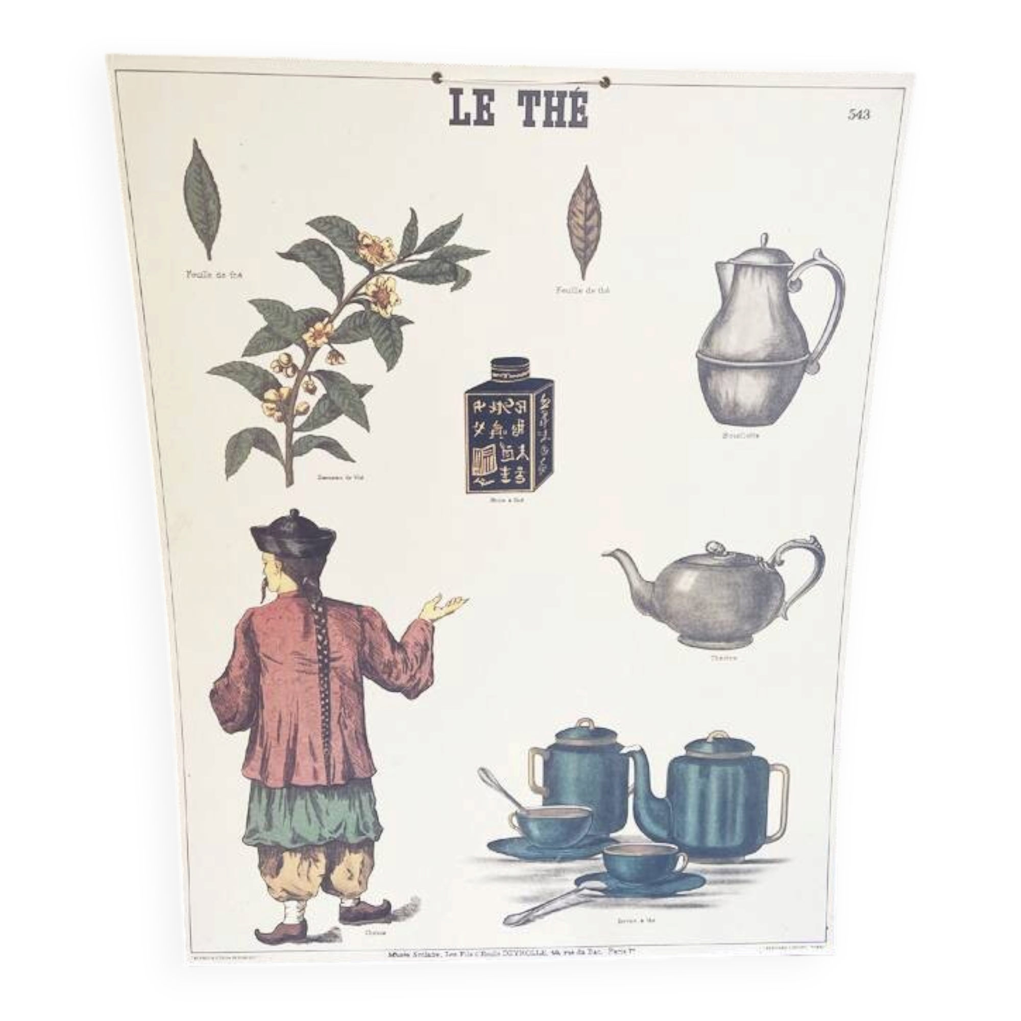 Old educational poster Deyrolle "Tea"