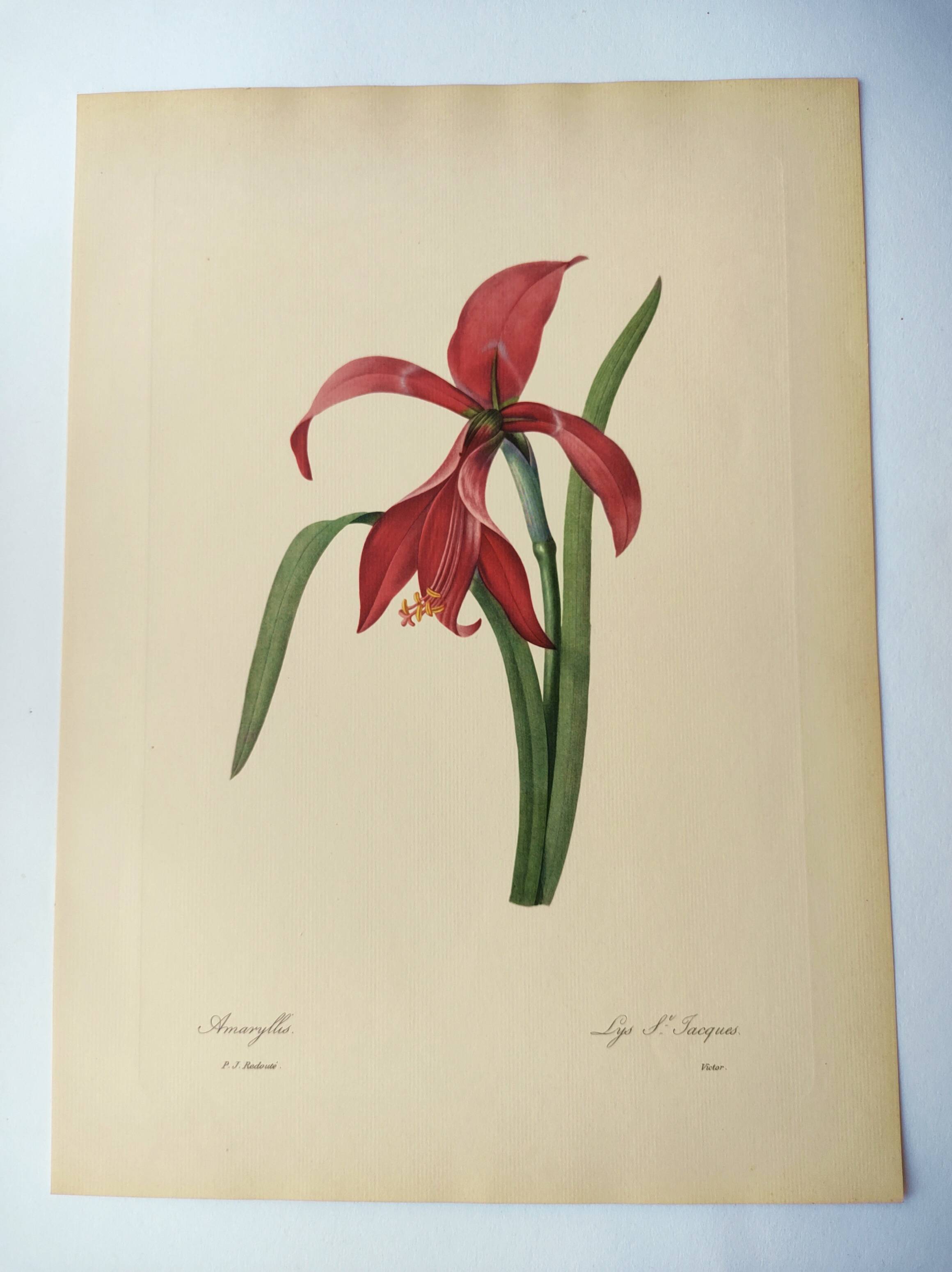 Antique botanical engraving -1955- Amaryllis - St. Jacques Lily- by PJ. Redouté. Vintage nature