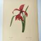 Antique botanical engraving -1955- Amaryllis - St. Jacques Lily- by PJ. Redouté. Vintage nature