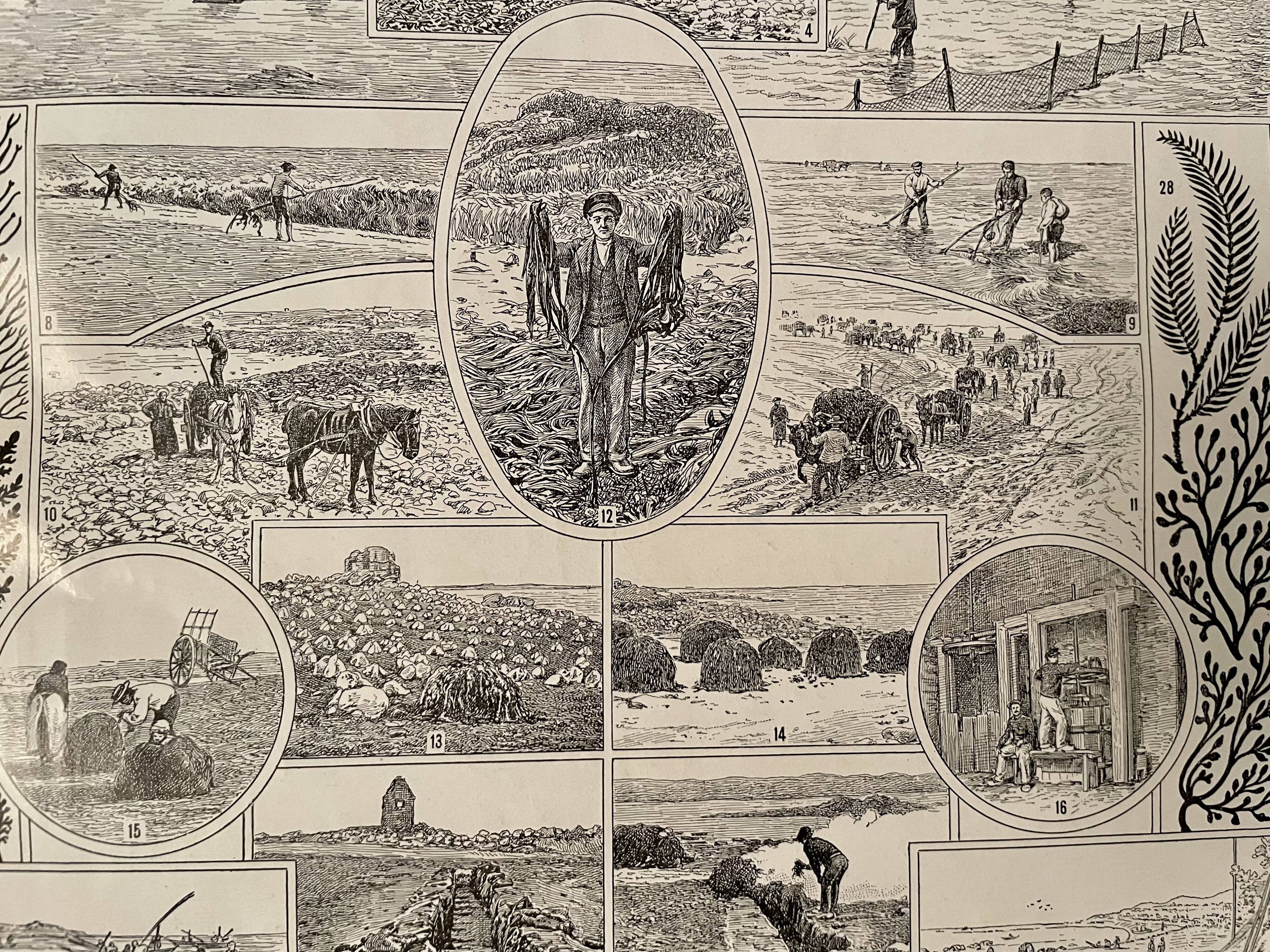 Lithograph on algae - 1930