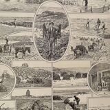 Lithograph on algae - 1930