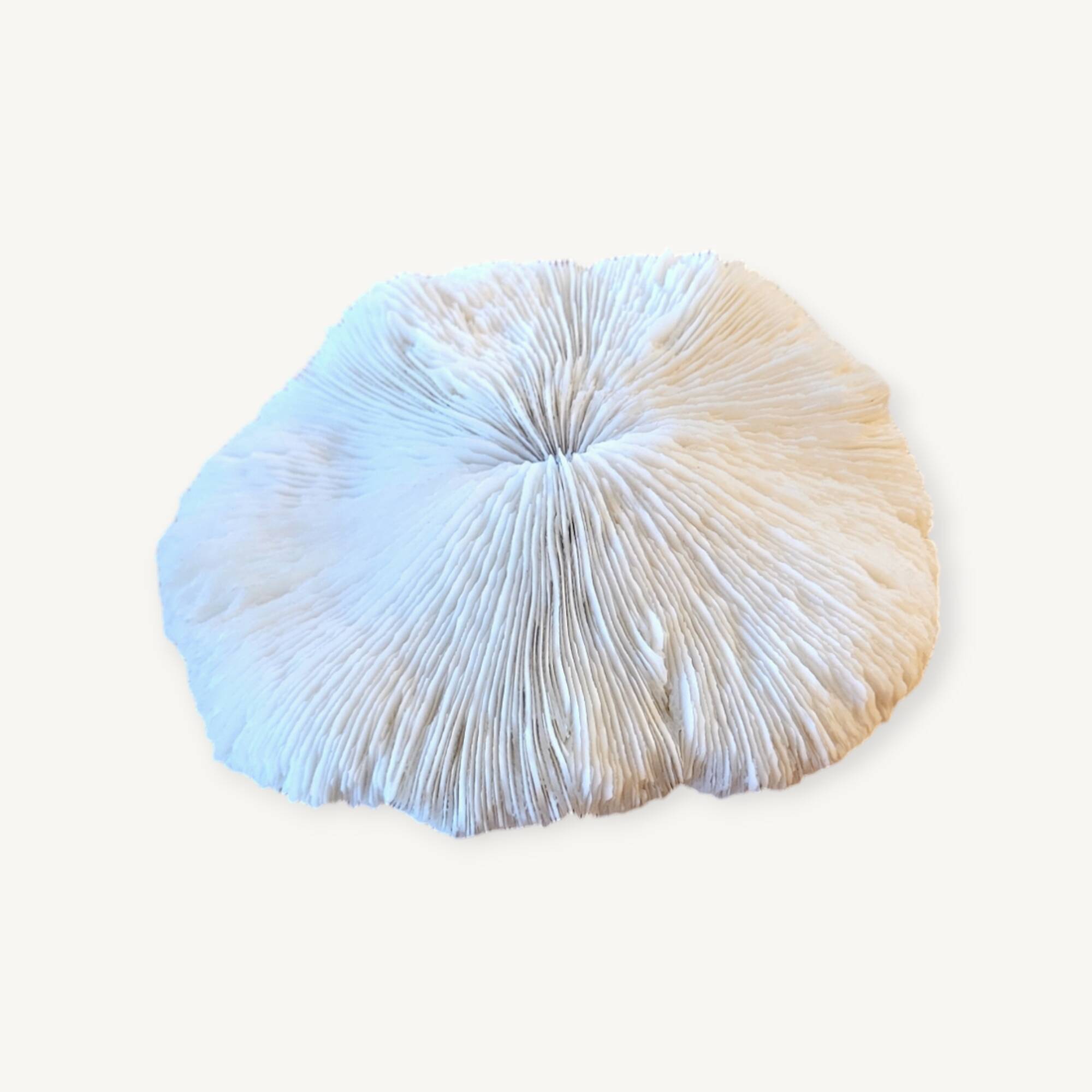 Ancient Coral Fungia or Shark Cushion 15cm