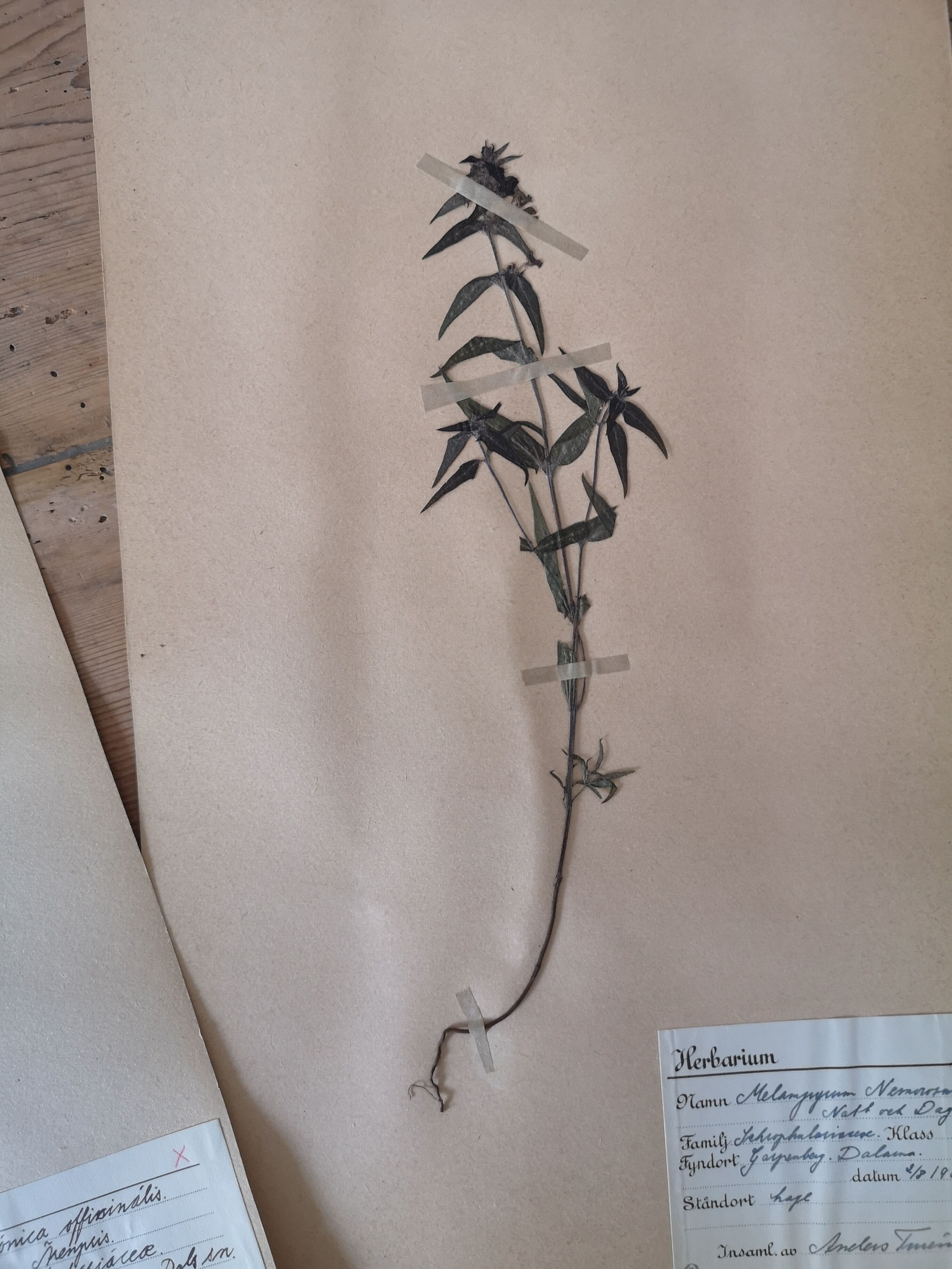 Anders's herbarium - ancient Swedish herbarium boards
