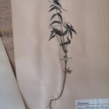 Anders's herbarium - ancient Swedish herbarium boards