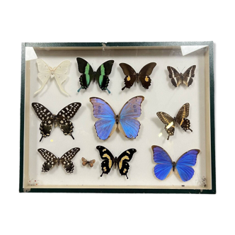 Collection of naturalized butterflies framed under glass from the 20th century