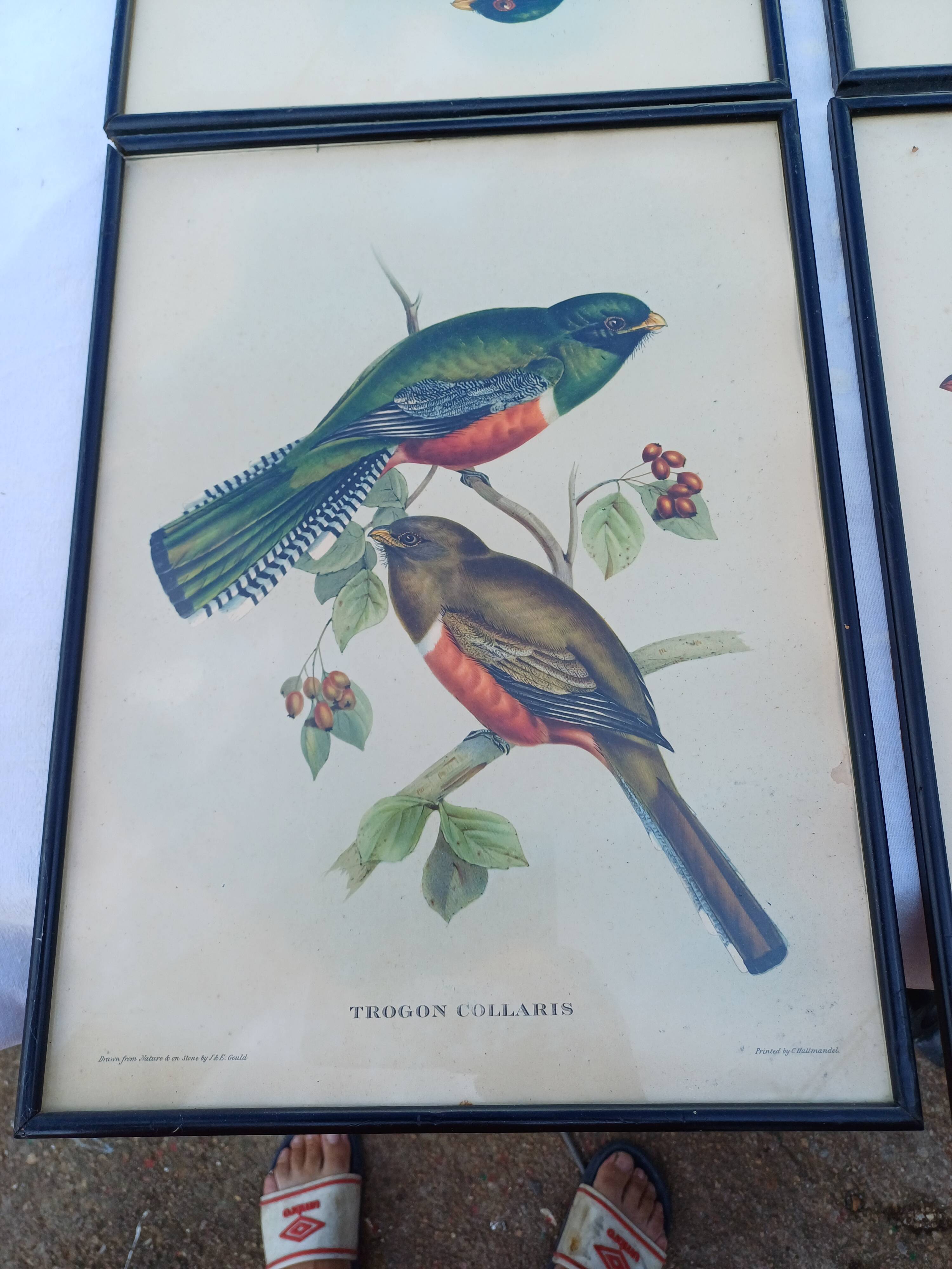 12 Lithographs “Birds of the World”