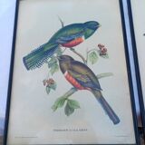 12 Lithographs “Birds of the World”