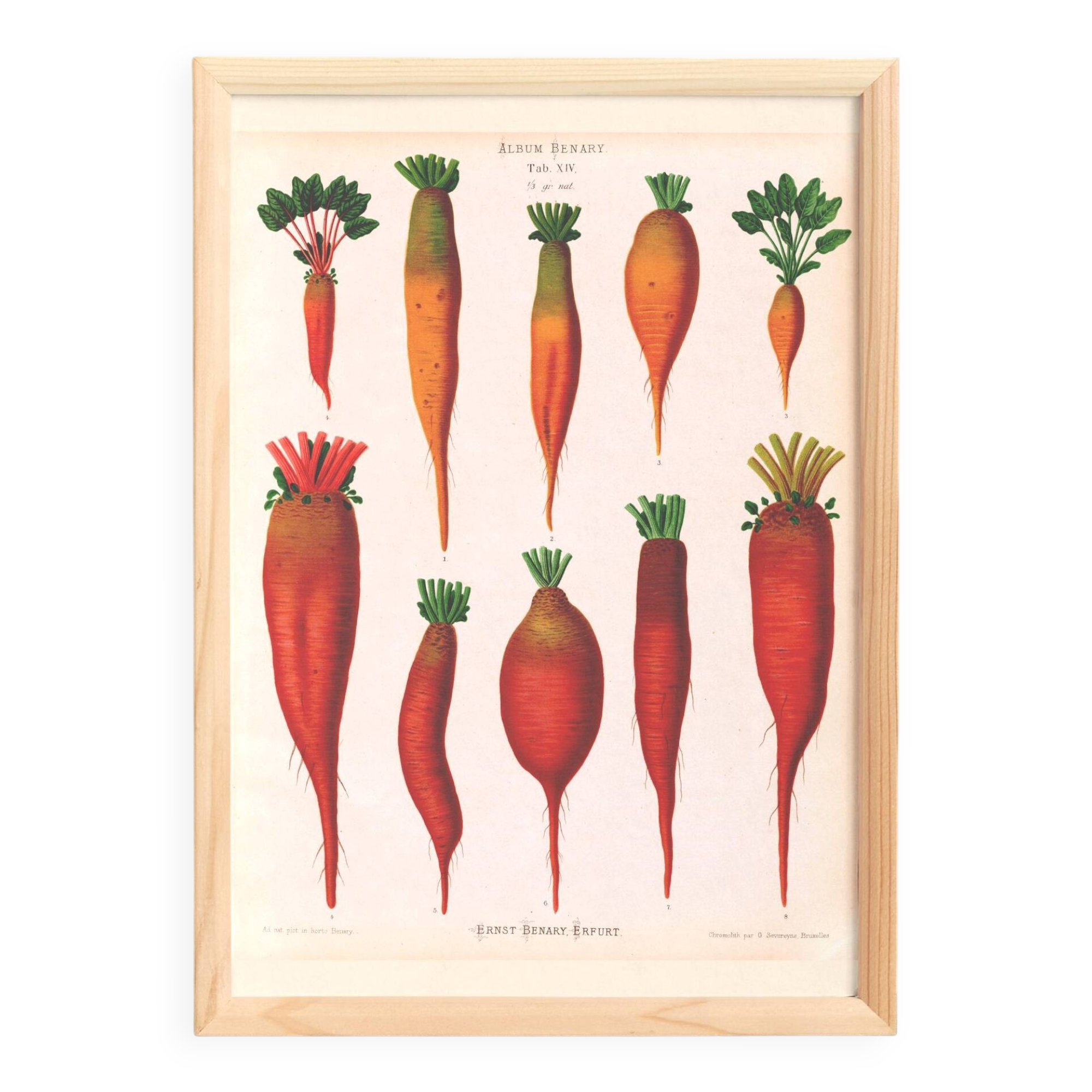 Poster about beetroot (2), based on an old engraving from 1886.