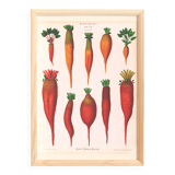 Poster about beetroot (2), based on an old engraving from 1886.