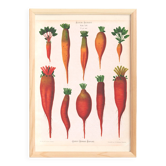 Poster about beetroot (2), based on an old engraving from 1886.