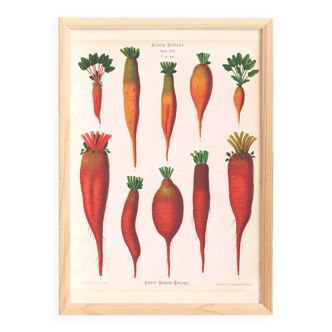 Poster about beetroot (2), based on an old engraving from 1886.