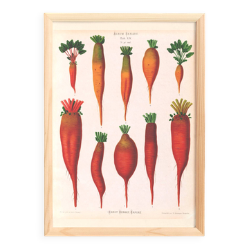 Affiche sur la betterave (2), d'après une gravure ancienne de 1886.