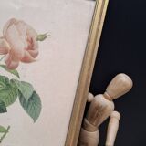 Botanical lithograph Rosebush with drooping buds PJ Redouté