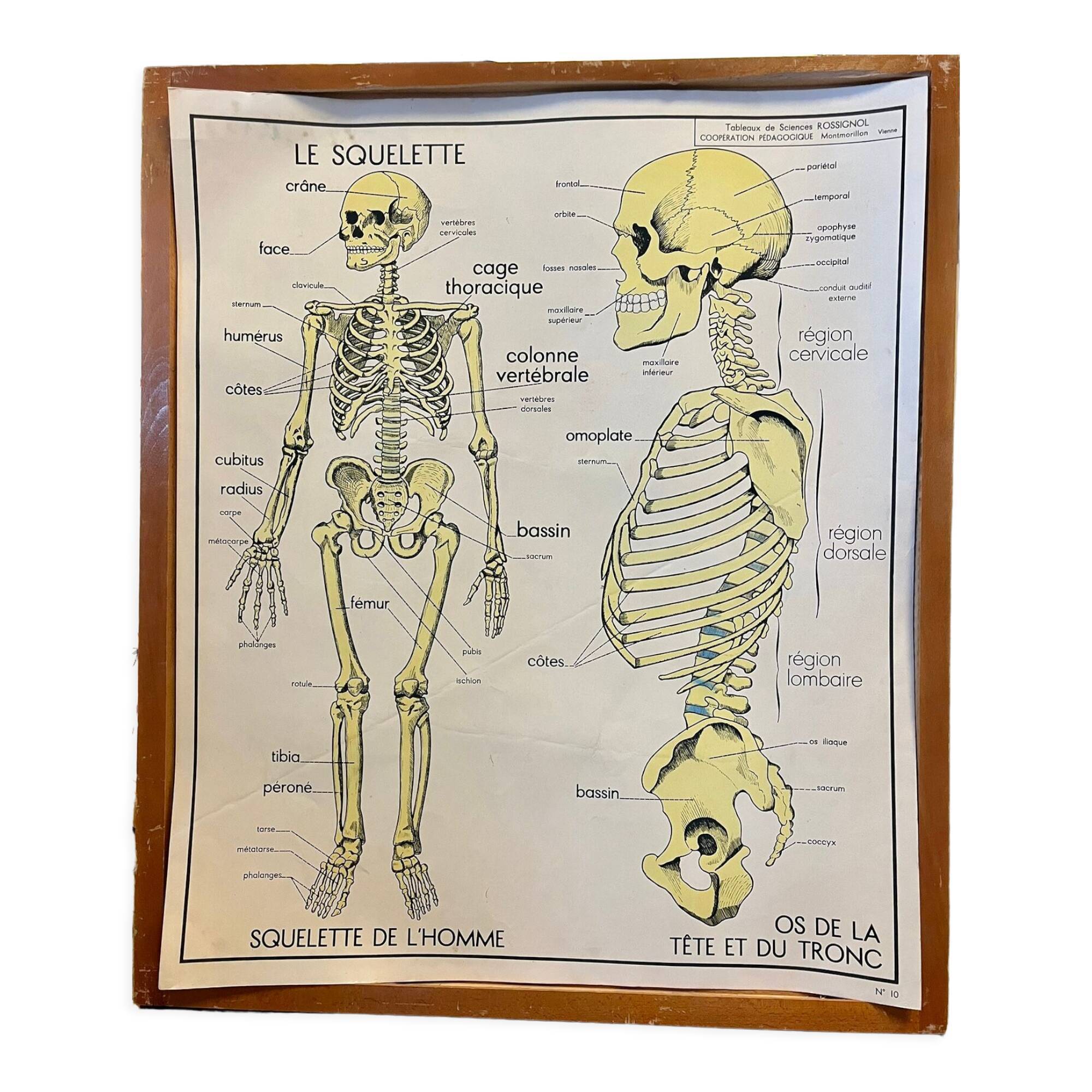 Human Body Poster - The Skeleton and Excretion - Rossignol