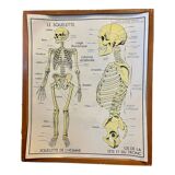 Human Body Poster - The Skeleton and Excretion - Rossignol