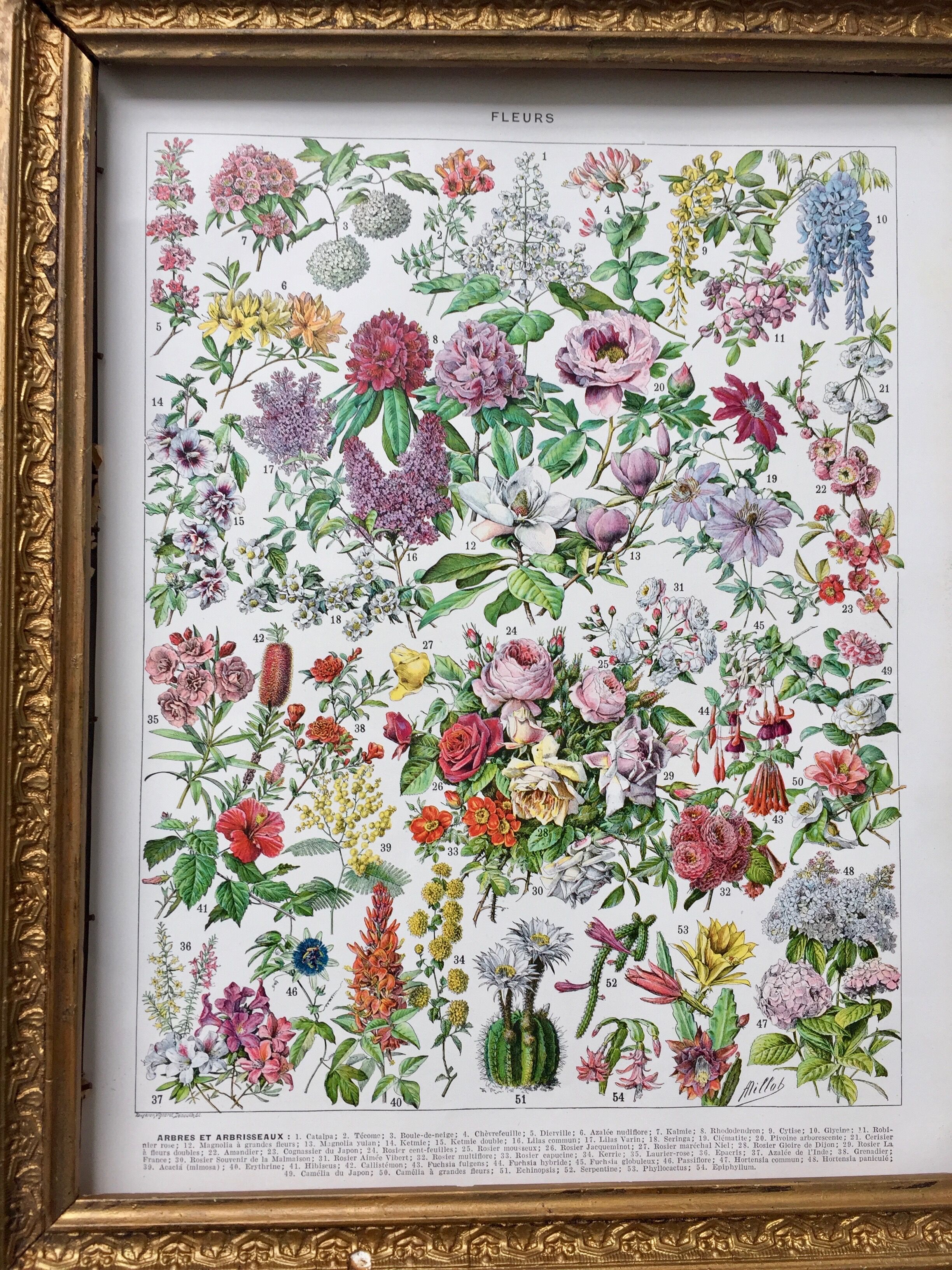 Old illustration Millot "Flowers"
