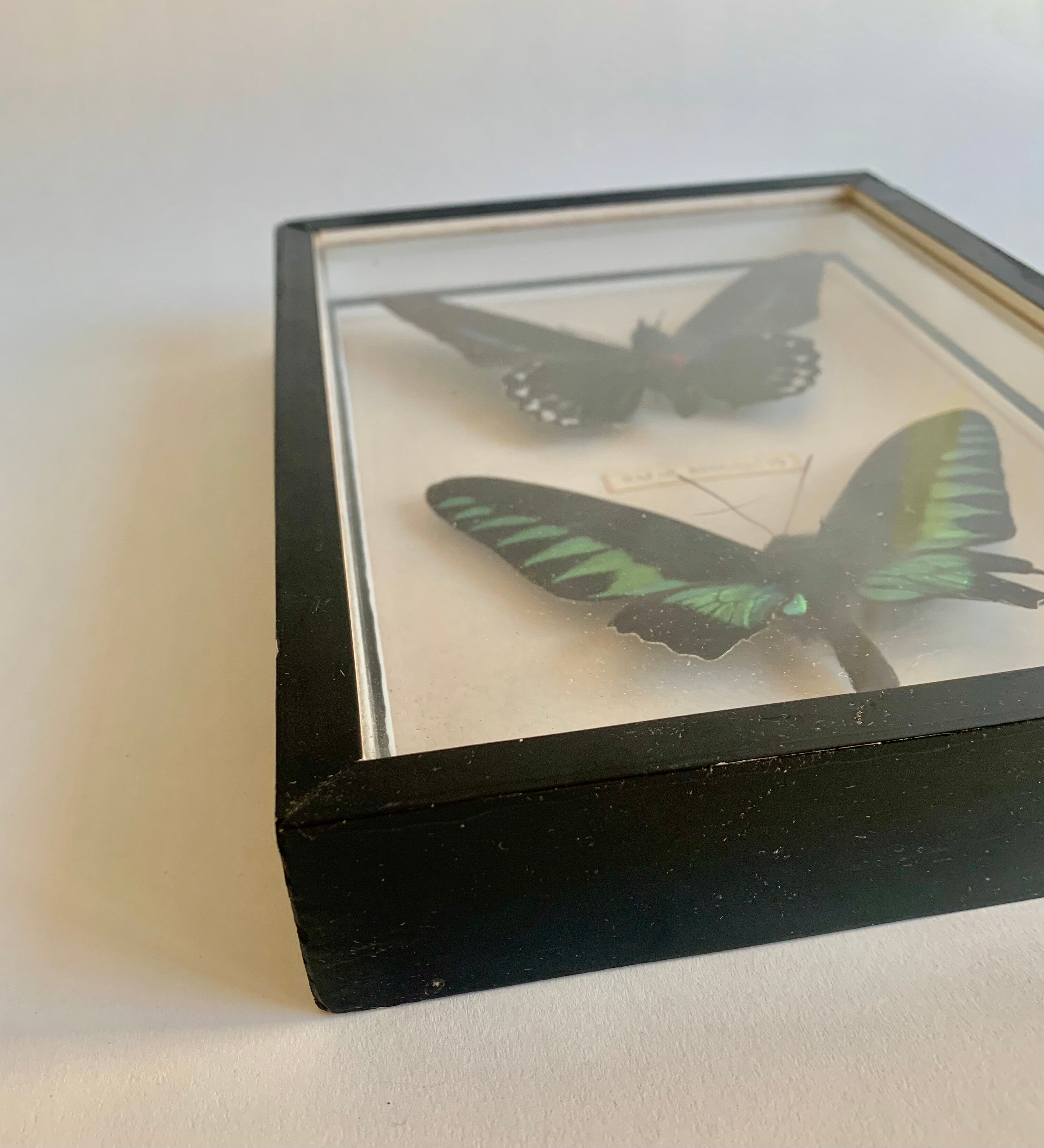 Framed Butterfly, 1960s