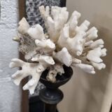 Coral on base