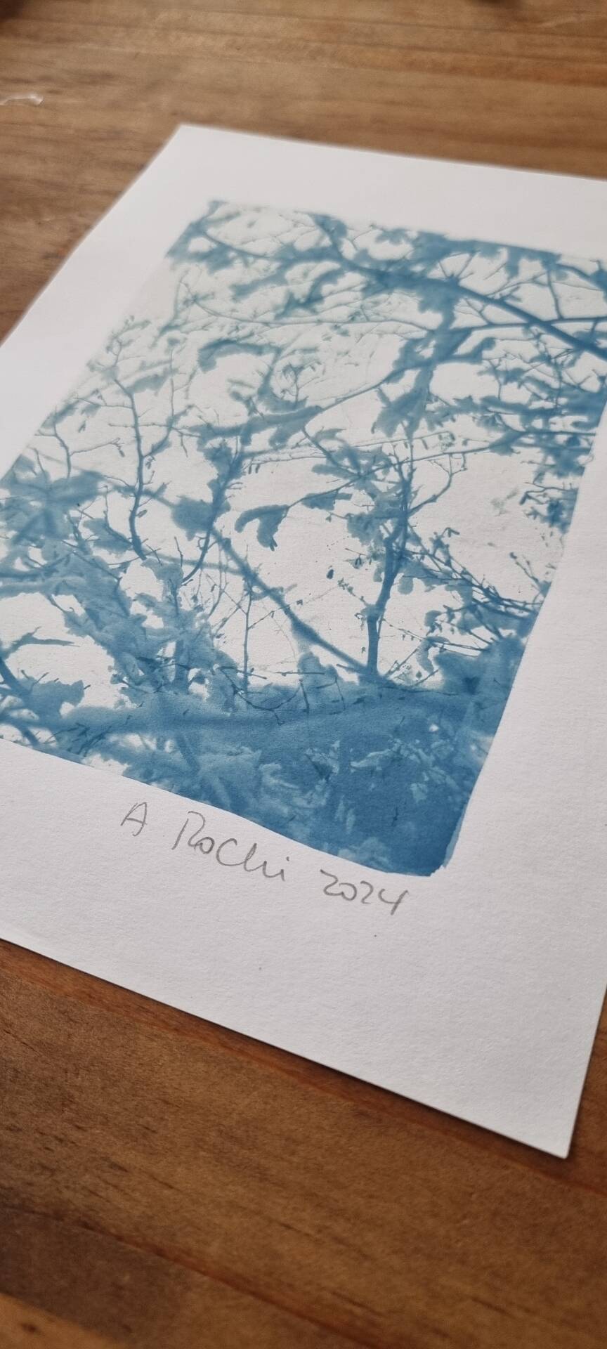 Handmade cyanotype botanical photography collection