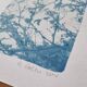 Handmade cyanotype botanical photography collection