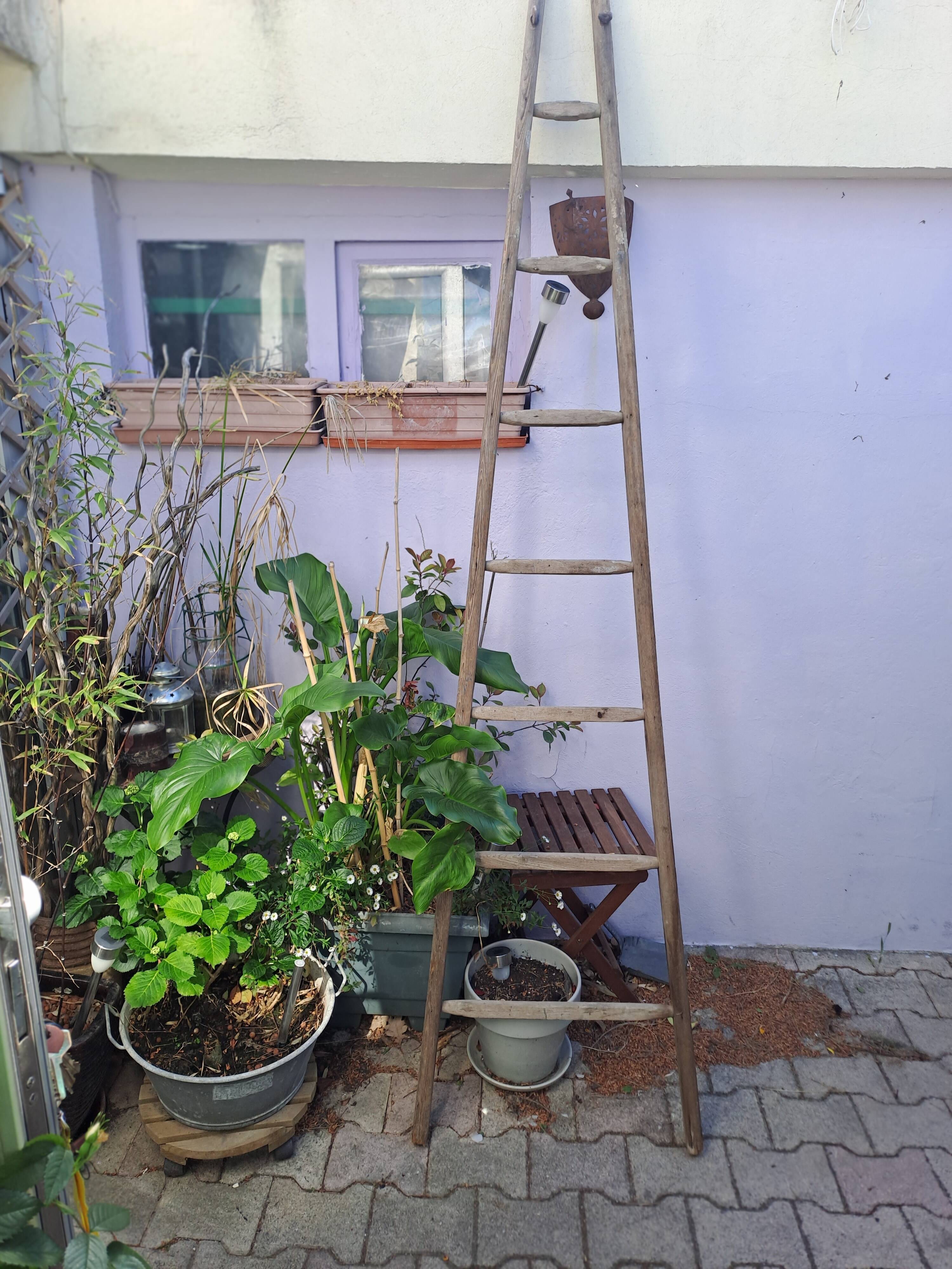 Vintage wooden picking ladder 7 rungs