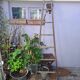 Vintage wooden picking ladder 7 rungs