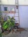 Vintage wooden picking ladder 7 rungs