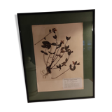 Ancient herbarium